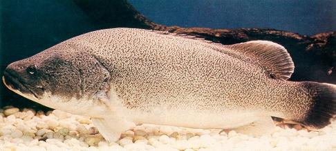 THE STATUS OF MURRAY COD IN THE MURRAY-DARLING BASIN INTRODUCTION The Murray cod (Maccullochella peelii peelii) (Figure 1) is Australia s icon freshwater fish.