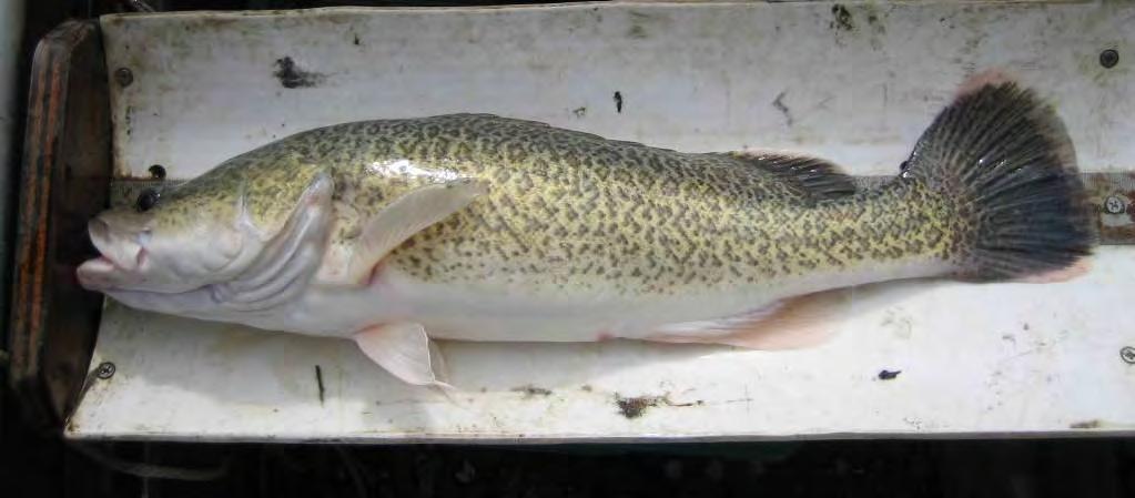 Figure 6.3: Murray cod from Billabong Creek.
