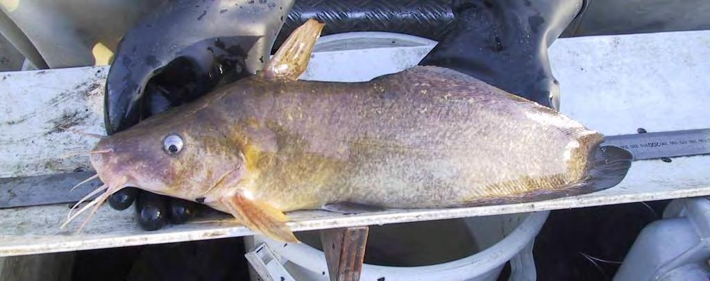 More than 5 Murray cod were collected from Billabong Creek per hour of electrofishing time over