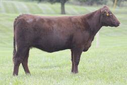 DLF Red Lady SP14 has a lot to offer as a young female, easy fleshing, pleasant to the eye, a great genetic package. 2 4.4 57 7 2 49 2 -.17 -.5 -.5 8.25.32 52.