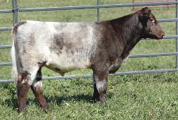 84 5.71 heifer his dam. Red Charm is solid red and today s kind of sire. He is 7/8 Shorthorn and bred to purebred his progeny will be purebred.