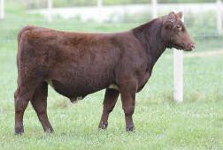 get excited about. Bodacious, has all the things we look for in a bull. Smooth shouldered, big hipped, with a great middle. Put that together in a sound structure and you got this fella.