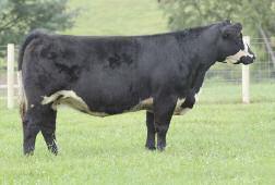 Out of a beautiful Solution donor, Mona Lisa 133, a $26, purchase for ESQ and Studer Farms, who is a pure beast of a cow.