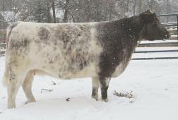 45 CF 2 QUEENS 571 TPX ET x494389 Donor Female Polled Roan 3/23/25 571 PHILDON CUNIA DIVIDEND CF CARMELE NG NG 158X HS RODEO DRIVE 62WR CF RODEO CASINO 1 CF CASINO QUEEN X ET 45 - Three (3)