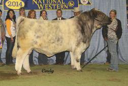 & 46 SULL FOOL ME 58 ET x498681 Donor Female Polled Roan 2/15/25 58 PHILDON CUNIA DIVIDEND CF CARMELE NG NG 158X DEERPARK LEADER TH CF TH FOOL 458 X ET HS NOBODY S FOOL 46 - Three (3) conventional
