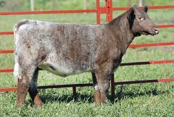 This one is put together so well and so 2 4.1 64 79 19 52 24 -.5 -.9 -.5 4.54 111.62 55.53 sound right with it. This heifer has tons of depth and style.