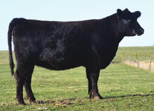 bred Simmental Cows 8 Lot 24 25 ISU Ms Pure Product A411 3/13/14 AAA#: 18323035 Tattoo: A411 PB AN CONNEALY PRODUCT 568 EBONISTA OF CONANGA 471 MCATL Pure Product 903-55 WAR ALLIANCE 9126 6006 R A