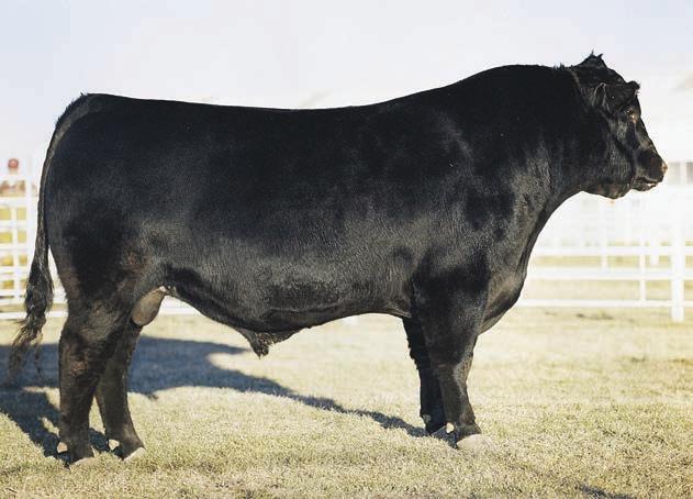 Lot 36 - Bon View New Design 1407 - Lot 36A-C - Barstow Cash - Embryo Lot 36 - ISU Ms Identity A503 - Granddaughter of A305 Lot 36D-E - Jass/JS Optimizer 58X - Embryo Donor Cow & Embryo Offering 10