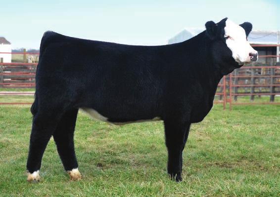 She will be sure to give you a remarkable calf to add to your herd year after year.