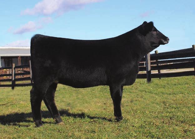 She has the perfect combination of power and femininity. Having a calm personality like she does, she would be an outstanding heifer for any junior exhibitor.