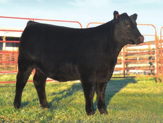 With a bloodline like this, she is sure to earn her keep at your operation. Be sure to come see her in person and help yourself as we only have one of these to offer on sale day!