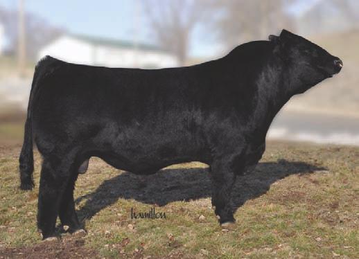 Maybe B404 is carrying your next herd sire. AI d on 5/28/15 to W/C United and pasture exposed to ISU Mr. Answer A402 from 6/23/15-7/23/15 and ISU Escalade A313 from 7/23/15-8/18/15.