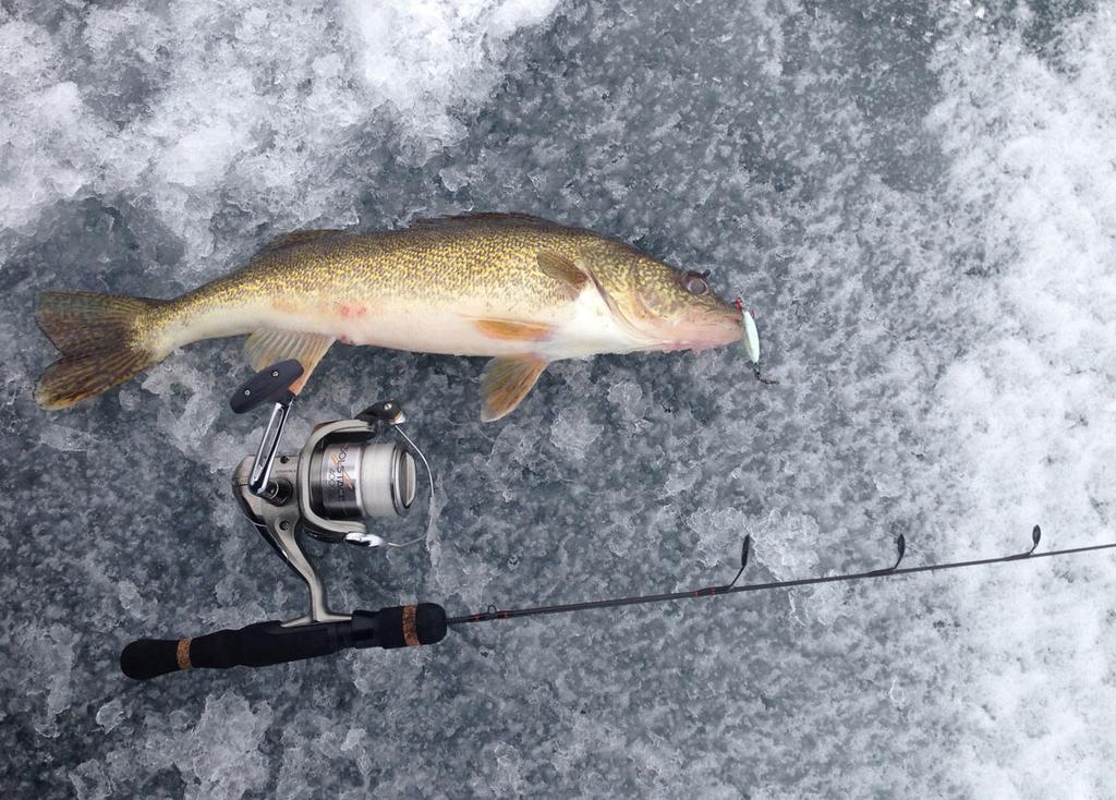 You can repeatedly catch walleye in all four seasons at the same location by fishing rock piles, quick drop-offs and deep pockets with the only change being the presentation.