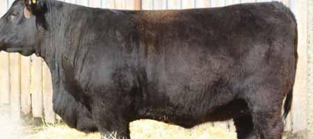 Her sire Brooking Bank Note is surely considered as one of the elite black Angus sires in the breed today and her Density dam is an elite donor for Come As UR that has raised daughters including 508C