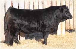 calving ease bulls U2 Bull Sale 2018 $24000 Sale Highlight