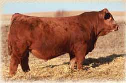 excellent temperament and style Homo polled, Homo black R