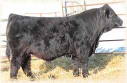 R/C Bull in 2016 sale to Lewenburgh Angus Sired by the
