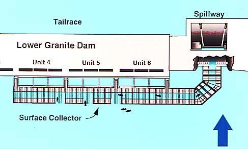 Figure 4. Surface Bypass/Collection device at Lower Granite Dam. Figure 3-2.