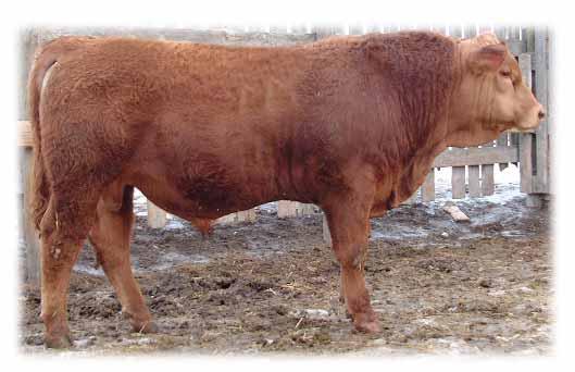Mackenzie Red Angus Bull Sale - March 24,2007 AOD...Age of Dam PERFORMANCE LEGEND BW...Birth Weight 205D...205 Day Adj. Wt. WI...Weaning Index FI...Feed Index YI...Yearling Index 2 S.T.W...Oct.