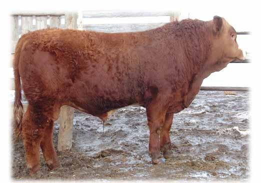 Mackenzie Red Angus Reference Sires A RED BIG SKY