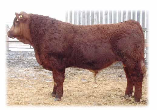 Mackenzie Red Angus Bull Sale - March 24, 2007 E RED LCHMN