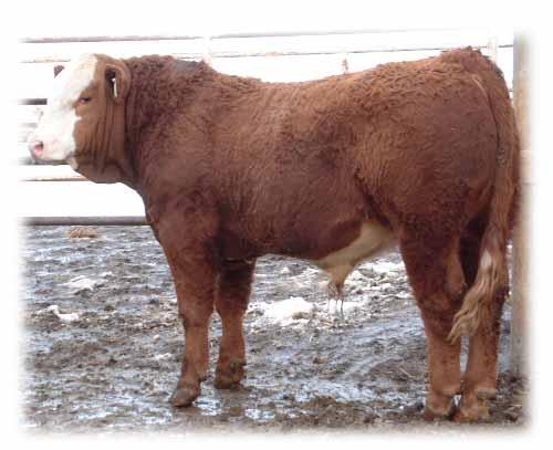 tool available to compare animals between herd, countries and year of birth help breeders make informed decisions regarding breeding stock selection by evaluating numerous traits such as