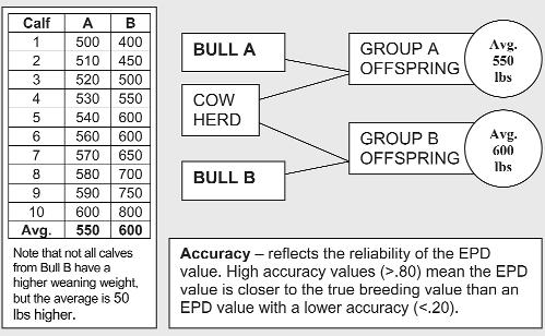 ) and reproductive efficiency (CE, MCE, SC) estimate the group performance of one parent compared to the group performance of another parent, assuming similar mates EPD s evaluate group averages and