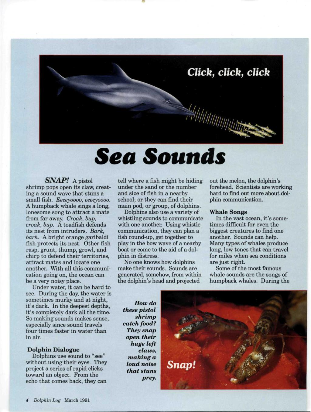Sea Sounds SNAP! A pistol shrimp pops open its claw, creating a sound wave that stuns a small fish. Eeeeyoooo, eeeeyoooo. A humpback whale sings a long, lonesome song to attract a mate from far away.