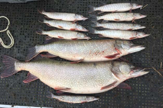 Kokanee, hatchery kokanee and rainbow trout Expansion into Salmon