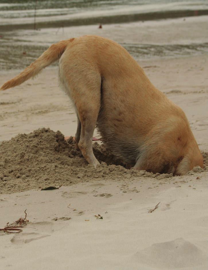 My dog digs in the sand. I sip some water.