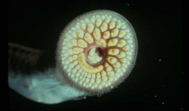 _,QYDVLYH6SHFLHVLQWKH*UHDW/DNHV Sea lamprey mouth O ver the past two centuries, more than 50,000 foreign plant and animal species have become established in the United States.