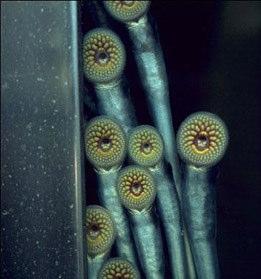 An adult sea lamprey can kill up to 40 pounds of fish in 12-20 months.