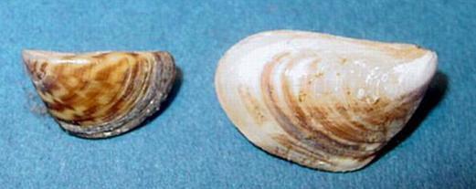 ([RWLFPXVVHOVUHPDNHWKHERWWRP RIWKH*UHDW/DNHV Several invasive mussels have established themselves in the Great Lakes. The two most significant are the zebra and quagga mussels.