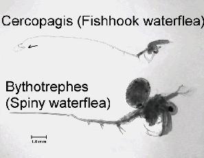 freshwaters are cladocerans, also known as water fleas. Two recent zooplankton invaders of the Great Lakes come from this family the spiny water flea and fishhook water flea.
