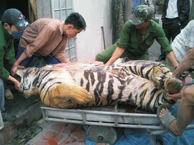 Tiger investigation highlights Between March 2009 and March 2010, ENV and Vietnamese government partners carried out an initial investigation of the tiger trade in Vietnam.
