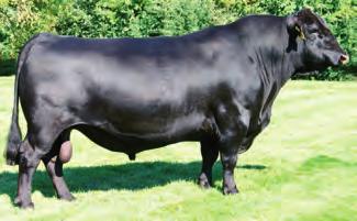 Jar Miss Angus 8048 PAR Heather Lee 7013 +10 +1.2 +67 +128 +1.52 +26 +19 Recommended for heifers or cows. +44 +.88 +.23 68 732 1143 38.30 4.35 10.7 Wide spread curve bender going from 1.2 to YW 129.