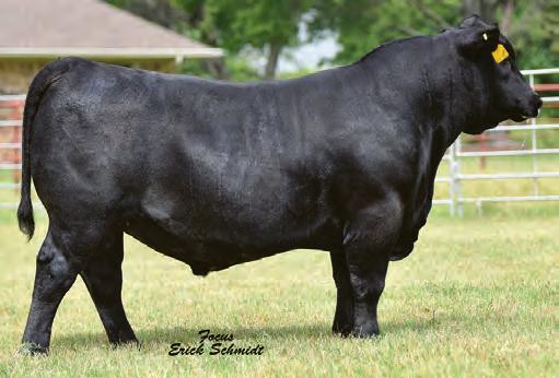 3 +51 +89 +1.02 +4 +26 Recommended for heifers with a +14 CED. +13 +.22 +.12 A good footed, high volume bull with the maternal traits you see in his picture.