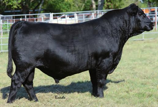 *18430242 ENS Miss Objective 726 3115 Isaacs Shannon 726 +7 +2.1 +67 +123 +.87 +15 +21 The highest yearling growth bull among the Star Creek sale offering. +51 +.38 +.65 78 734 1041 34.67 4.13 11.