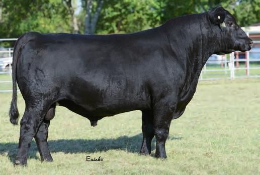 56-9 +26 Low birth weight bull with an actual of 56 lbs., 86 ratio +45 +.59 +.54 and a +10 CED. 56 702 4.14 15.