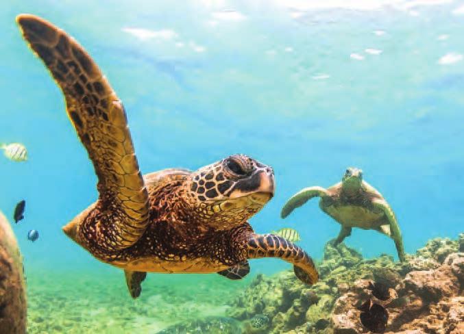 Green sea turtles Sea turtle hatchling Sea turtle eggs Sea turtles spend most