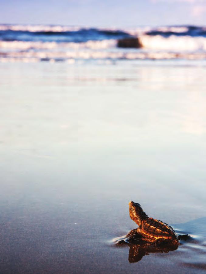 Female turtles must leave the water and come ashore to build nests and lay