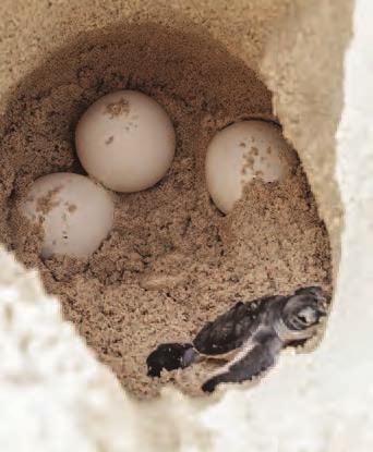 Then they quickly return to the water, leaving the eggs to hatch on their own.