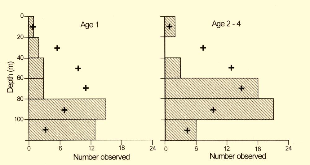 Depth distribution of young (age 1) and old (age 2 4) juvenile cod in Cormorant Cove and on Haystack Bank, April 1995 (+ expected number of juvenile cod if their distribution was proportional to the