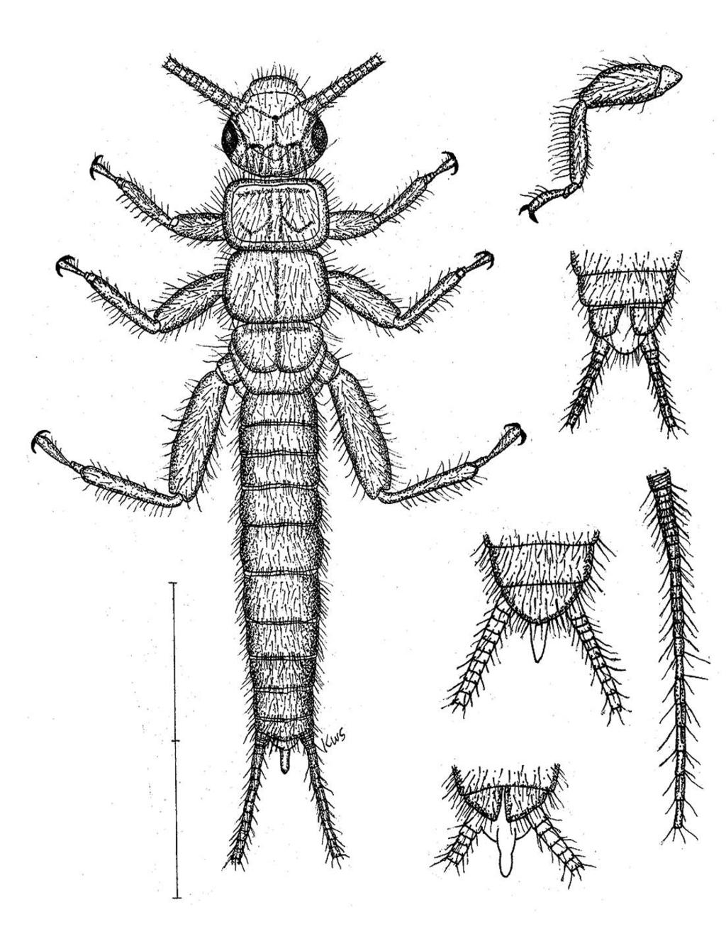 A B C D F Fig. 1. P. disala. A. habitus, B. right front leg, dorsal, C. female terminalia, ventral, D. male terminalia, dorsal, E. male terminalia, ventral, F.