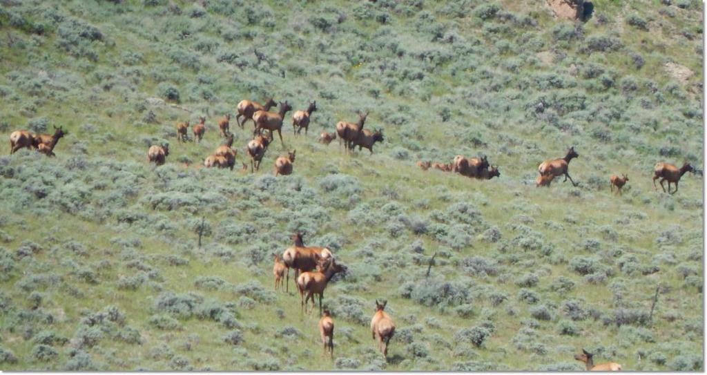 Antelope, bear, mountain lion, raptors and sage grouse may also be found on the property.