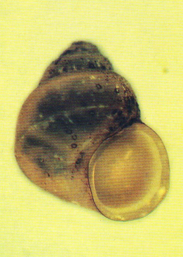 Water Snail Class Gastropoda Water snails are molluscs.