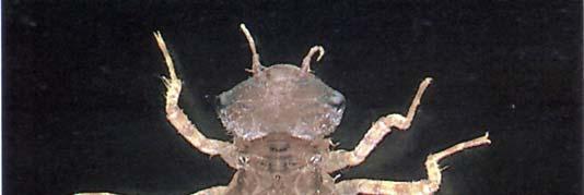 Dragonfly Oder Odonta Suborder Anispotera Dragonfly larvae are sometimes called mudeyes.