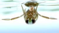 Backswimmer Order Hemiptera Family Notonectidae Backwimmers are predators, feeding on smaller water bugs such as bloodworms and insect larvae as well as insects resting on the