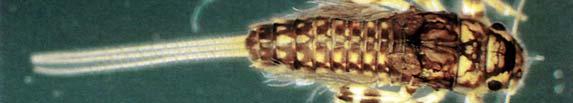 Some caddis fly larvae in urban areas choose to build their homes out of man-made