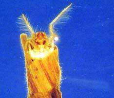 The larvae breathe underwater using gills and can take up to two years to become adults.